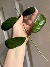 Rare Hoya Villosa Globulosa