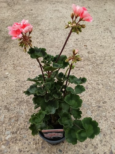 Geranium zonal salmon - salmon, garden