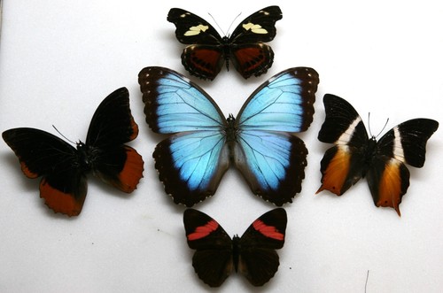 Real butterfly specimens - ,