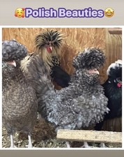 6 Polish Chicken Hatching Eggs