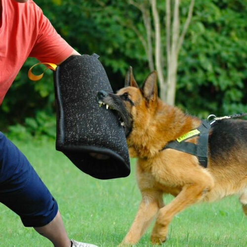 Young dogs training - dogs, bite