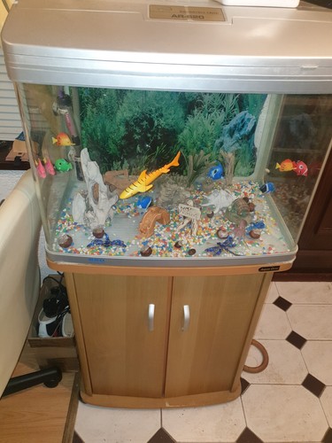 Fish tank aquarium - fish,
