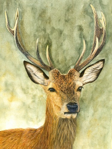 Red deer stag - stag,, print