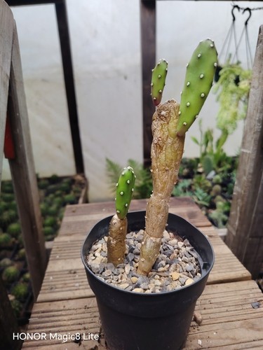 Opuntia elata paraguayensis - elata,