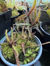 Drosera Adelae Multi Plant