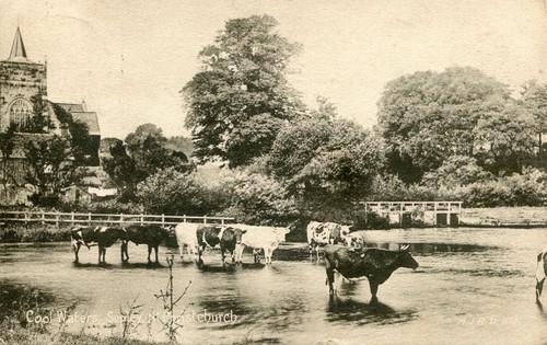 Cattle the river - ,