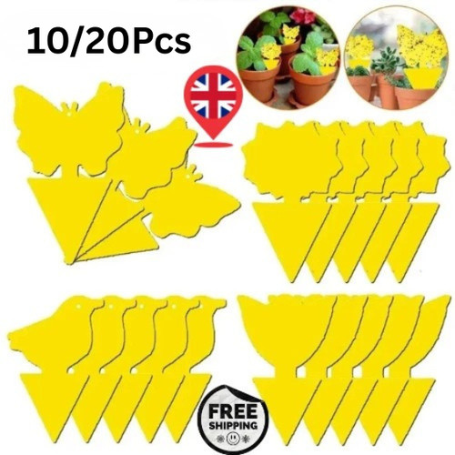Fruit fly traps yellow fungus - fruit,
