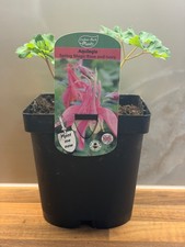 Aquilegia Spring Magic Rose