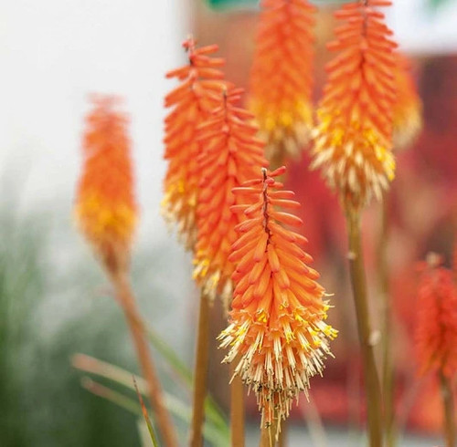 Kniphofia alcazar red hot - kniphofia,