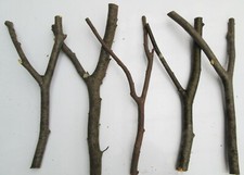 5 x 40cm Y Forked Hornbeam
