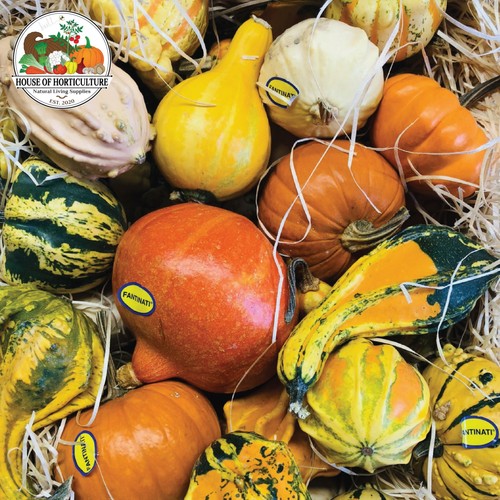 Decorative mini gourds fall - -,
