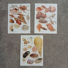 Vintage 1984 Shells Conch Oyster Scallop Mussel Marine Art Book Print x 3
