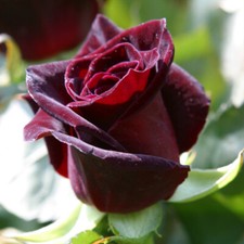 Rose/Rosa Shrubs Bushes "Black