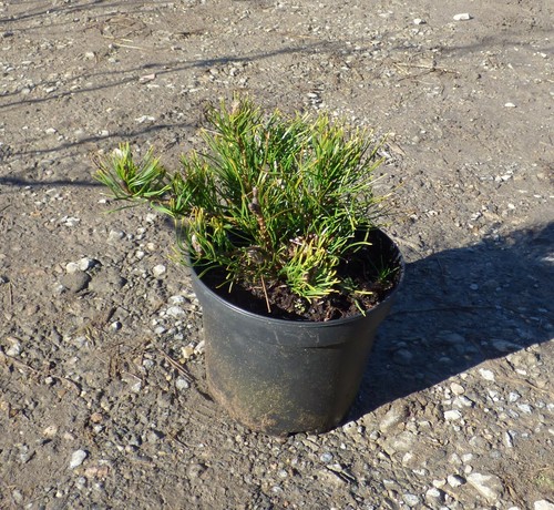 Pinus mugo - , dwarf