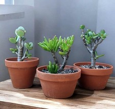 Crassula Ovata Arborescens