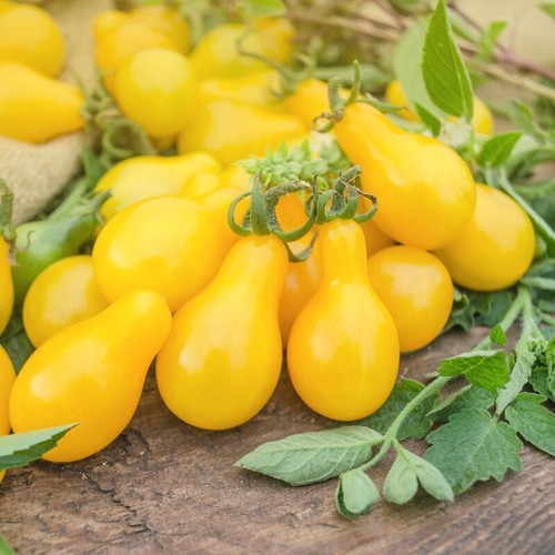 Tomato yellow submarine 22 - -,
