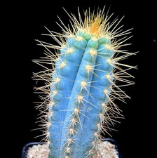 Blue Cactus Plant | Blue Torch Cactus Plant | Pilosocereus Azureus in 7cm pot
