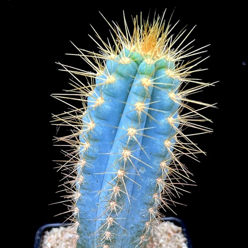 Blue cactus plant - blue, torch