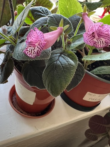 Sinningia neon unrooted - sinningia,