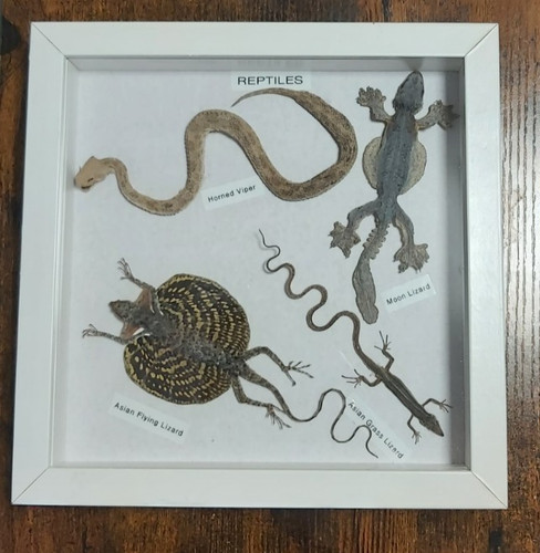 Real reptiles framed - reptiles,