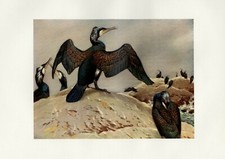 The Cormorant - 1913 Antique