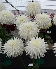 Kenora Challenger Large Semi Cactus  Exhibition Dahlia Tubers X 2