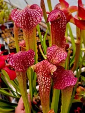 Sarracenia x Excellens Giant Form 3ft Clone (carnivorous pitcher plant)