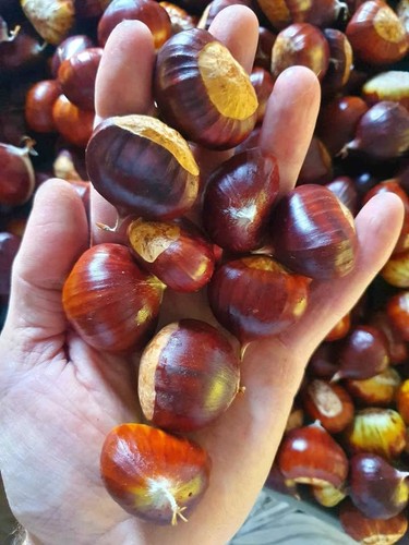 Chestnuts freshly picked - -,