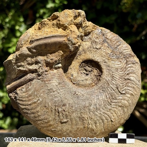 Harpoceras falciferum - 6.5",
