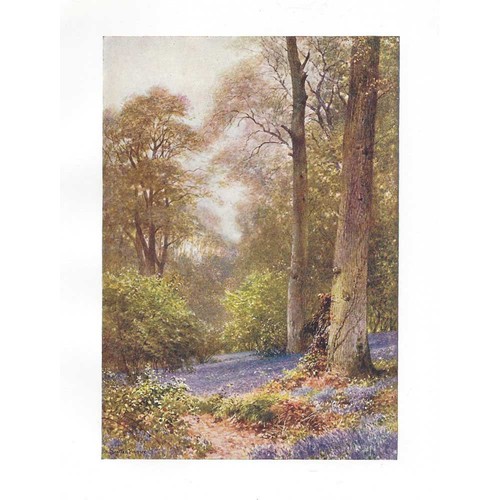 Ripley surrey bluebells - bluebells, near