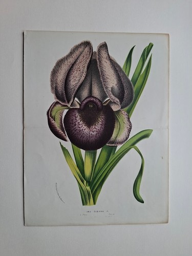 Louis van houtte botany - louis,