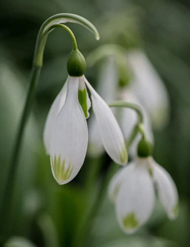 Galanthus marlie raphael - marlie,