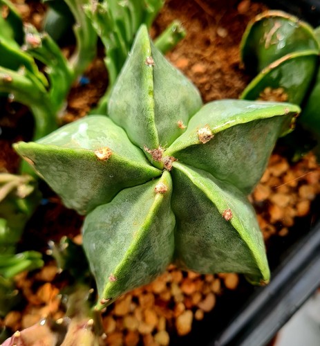 Astrophytum myriostigma nudum - myriostigma,