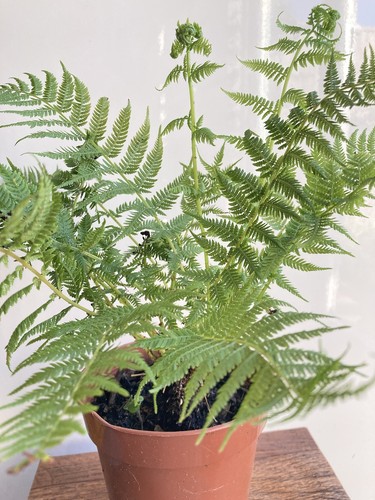 Lady fern from norway - lady,