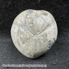 Polished micraster echinoid