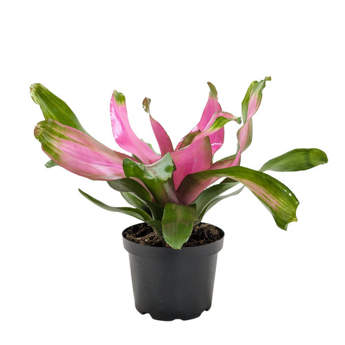 Bromeliad donna - bromeliad, 'donna'