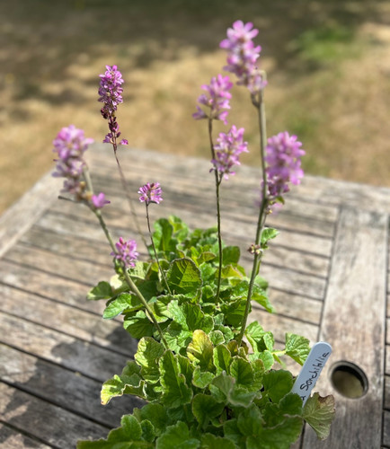 Franco sonchifolia pernnial - franco,
