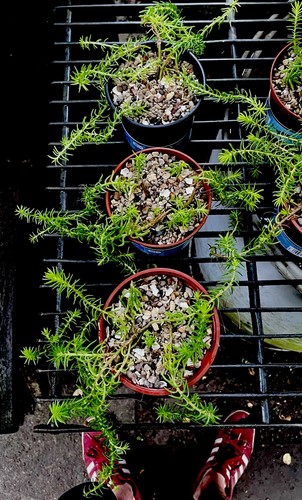 Sedum acre trailing - acre, l.