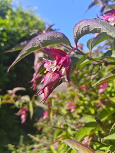 Leycesteria formosa plants - 1x,