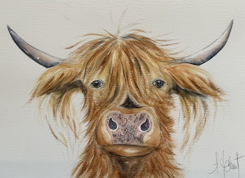 Highland cow original not a - highland,