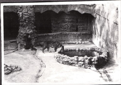 Vintage photograph cat tiger - vintage,