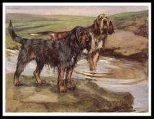 OTTERHOUND DOGS LOVELY VINTAGE