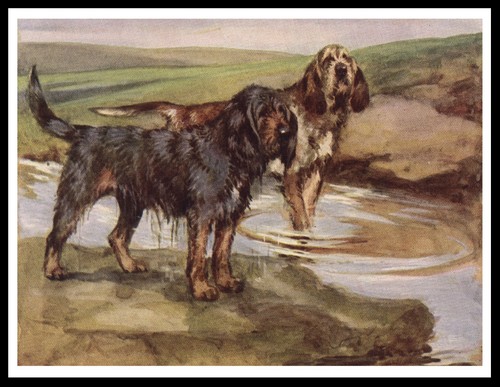 Otterhound dogs lovely - dogs, vintage