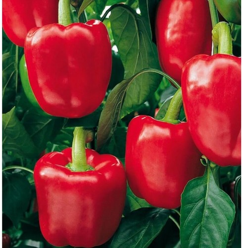 Red sweet pepper plug - red,