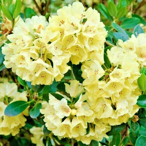 Rhododendron millenium gold - rhododendron,