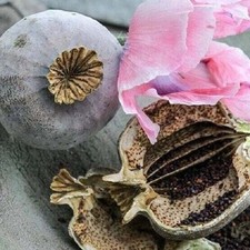 Afghan Poppy | Giant Poppy | 2g  - 6,000+ Seeds | Same Day Dispatch