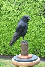 Taxidermy carrion crow - carrion, crow.