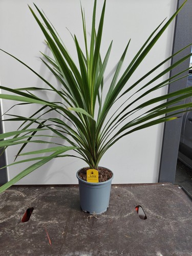 Cordyline verde 5l pot - 4.5l,
