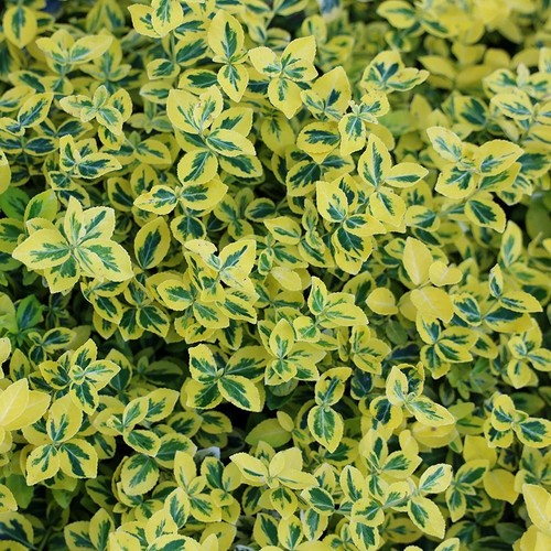 Euonymus emerald gold - emerald, n