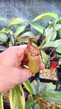 Nepenthes Ventricosa Red x (Truncata x Densiflora), sale plant 72